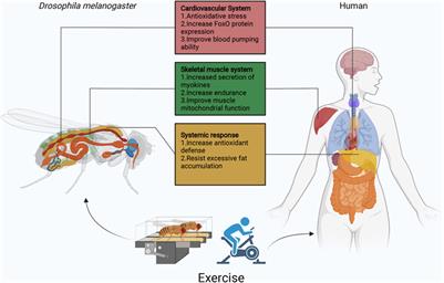 Frontiers | Drosophila exercise, an emerging model bridging the fields ...