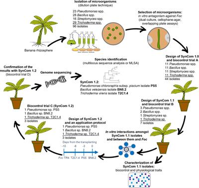 Frontiers | Designing a synthetic microbial community devoted to ...