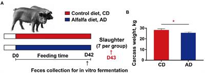 Frontiers | Alterations in gut microbiota improve SCFA production and ...