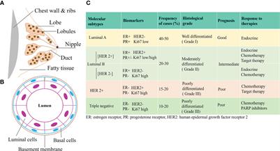 Frontiers  Epigenetics and environment in breast cancer: New paradigms for  anti-cancer therapies