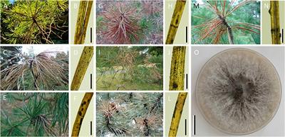 61 Different Types of Pine Trees With Picture Identification