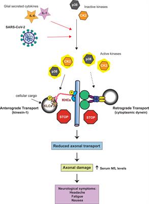 Frontiers | Starting signal: Aberrant kinase activation as a trigger ...