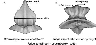Frontiers  Ridges and riblets: Shark skin surfaces versus biomimetic models
