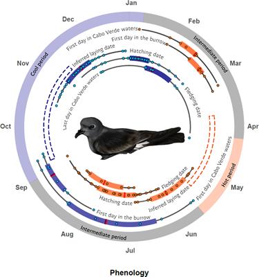 Fixing the Seabirds - Part II