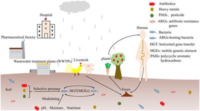 Frontiers | The source, fate and prospect of antibiotic resistance ...