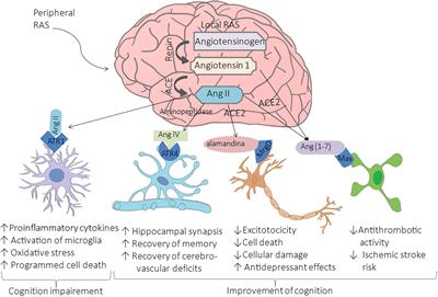 The bradykinin hypothesis also accounts for Covid-19's neurological effects, by Hamz