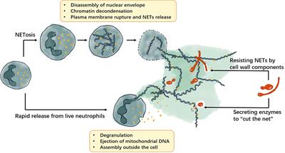 Frontiers | Neutrophil extracellular traps in fungal infections: A ...