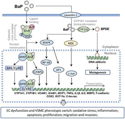 Frontiers | Benzo(a)pyrene and cardiovascular diseases: An overview of ...