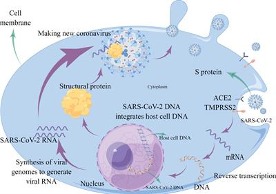 Frontiers | COVID-19 pandemic: A multidisciplinary perspective on the ...