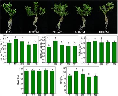 Frontiers | ROS scavenging and ion homeostasis is required for the ...