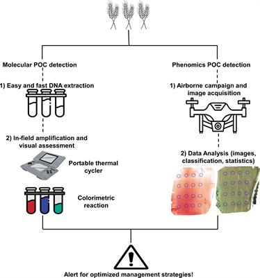 Frontiers  Characterization of fungal pathogens and germplasm