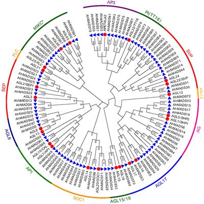 Frontiers Hsf Transcription Factor Gene Family In Peanut Arachis