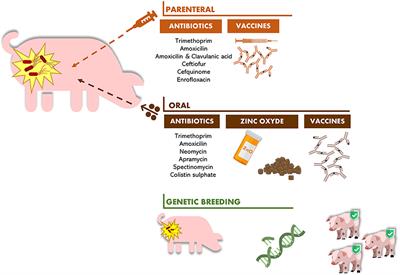 Frontiers  Importance of Zinc Nanoparticles for the Intestinal Microbiome  of Weaned Piglets