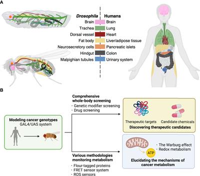 Frontiers | Drosophila as a toolkit to tackle cancer and its metabolism