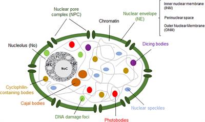 Frontiers | Nuclear dynamics: Formation of bodies and trafficking in ...