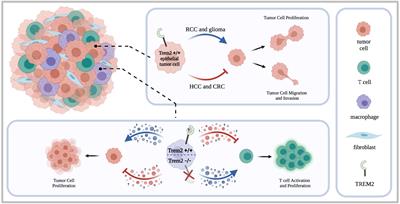 Frontiers | The therapeutic potential of TREM2 in cancer