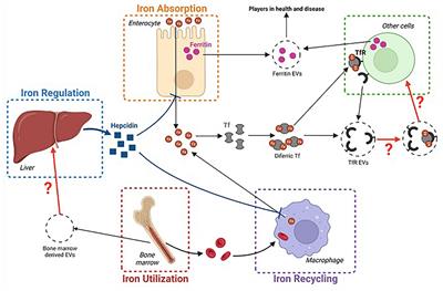 Frontiers  Host and microbiota derived extracellular vesicles: Crucial  players in iron homeostasis