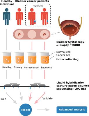 Frontiers | Detecting and monitoring bladder cancer with exfoliated ...