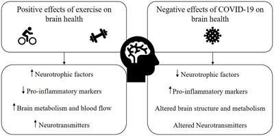 Higher level of physical activity reduces mental and neurological symptoms  during and two years after COVID-19 infection in young women