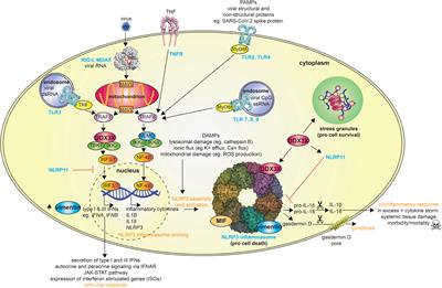 Frontiers | The multifaceted roles of NLRP3-modulating proteins in ...