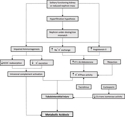 Frontiers | Metabolic acidosis post kidney transplantation