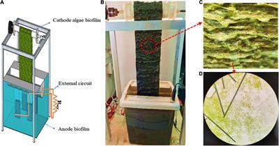 Frontiers | A revolving algae biofilm based photosynthetic microbial ...