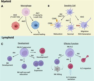 Plasmin Triggers Chemotaxis of Monocyte-Derived Dendritic Cells Through an  Akt2-Dependent Pathway and Promotes a T-Helper Type-1 Response