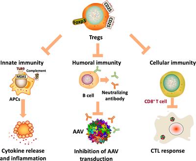 Frontiers | A versatile toolkit for overcoming AAV immunity