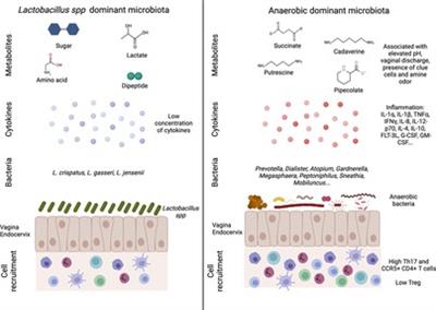 Frontiers  Interactions between microbiota and cervical