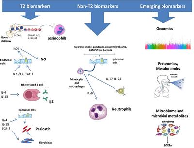 Frontiers | Recent insights in the role of biomarkers in severe asthma ...