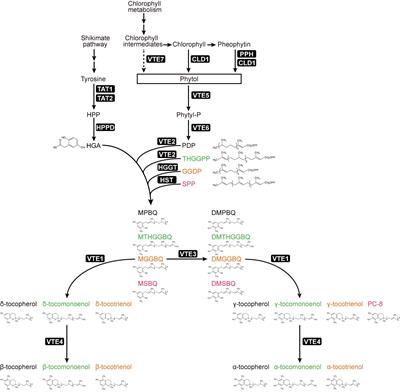 Frontiers | Vitamin E synthesis and response in plants