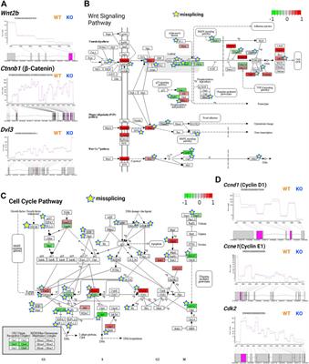 Frontiers | Tsukushi proteoglycan maintains RNA splicing and ...