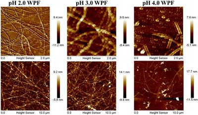 Frontiers | Hydrogels assembled from hybrid of whey protein amyloid ...