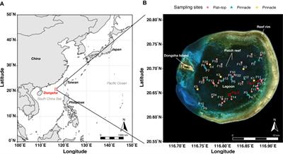 Frontiers | Patch reefs as sources of long and continuous skeletal ...