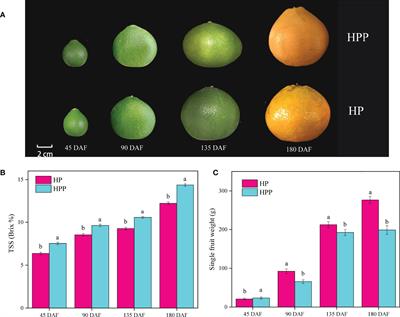 Frontiers  New Plant Breeding Techniques in Citrus for the