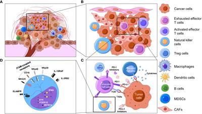 Cellular heterogeneity and immune microenvironment revealed by