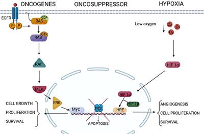 Frontiers | ER stress as a trigger of UPR and ER-phagy in cancer growth ...