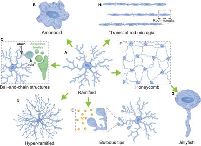 Frontiers | Microglia morphophysiological diversity and its ...