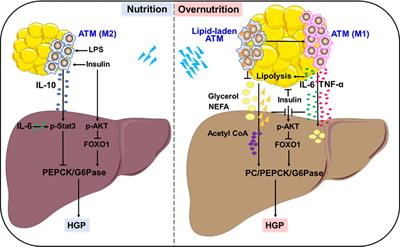 Frontiers | Adipose tissue macrophages in remote modulation of hepatic ...