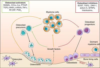 Frontiers | The role of the bone microenvironment in regulating myeloma ...