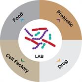 Lactic Acid Bacteria: Microbial Metabolism and Expanding Applications ...