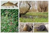 Non-Native Species and Biodiversity Change in River Ecosystems: A ...