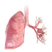 Airway Remodeling in Asthma - What is new? | Frontiers Research Topic