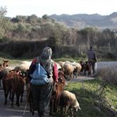 Veterinary Public Health: Veterinary Medicine’s Current Challenges in a ...