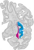 Structure and Function of the Insula-Claustrum Region | Frontiers ...