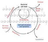 Bacterial Cell Wall Structure and Dynamics | Frontiers Research Topic