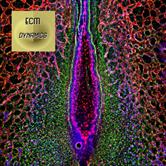 Extracellular Matrix Dynamics In Biology, Bioengineering, And Pathology 