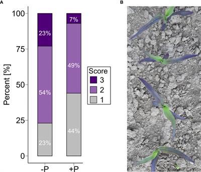 Frontiers  Grapevine response to a Dittrichia viscosa extract and a  Bacillus velezensis strain