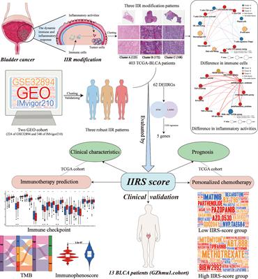 Frontiers | Distinct immune and inflammatory response patterns ...