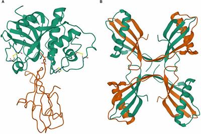 Frontiers  Intrafamilial variability in SLC6A1-related neurodevelopmental  disorders